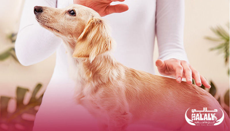 Reiki for Pets: A Legendary Healing Technique